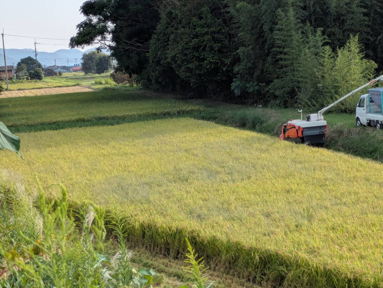 稲刈り中の田んぼ