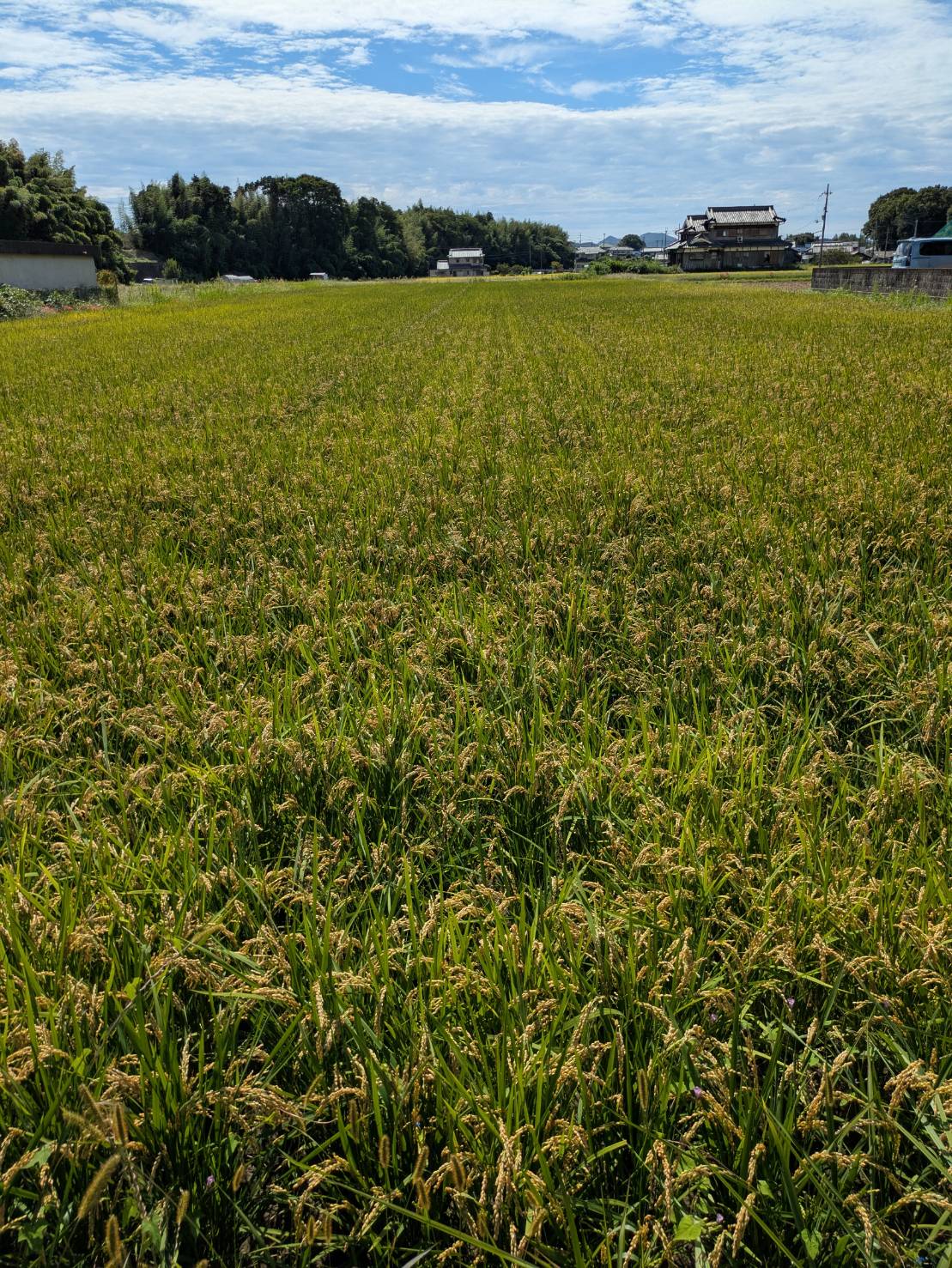 稲が実った田んぼ