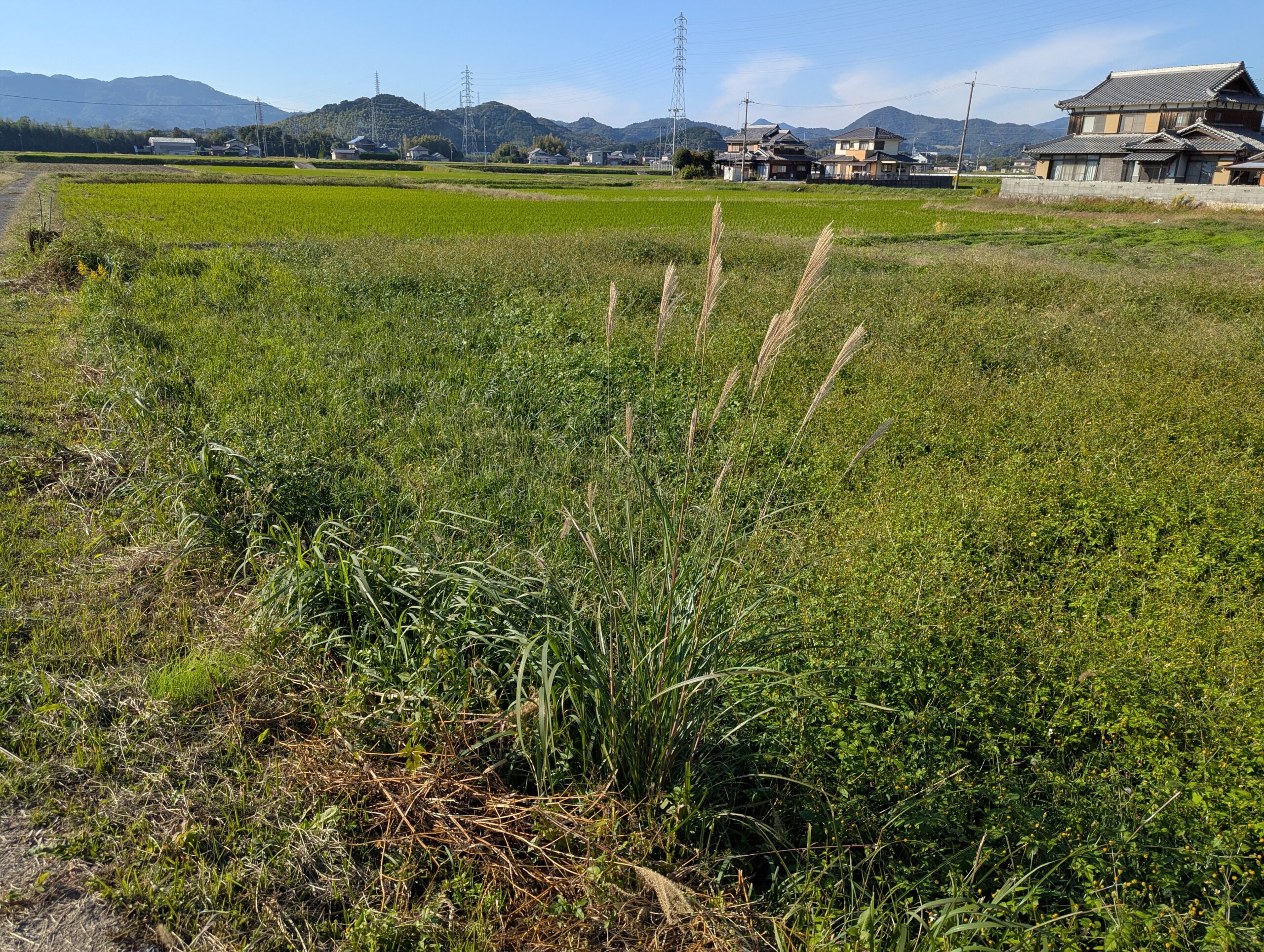 整備する前の耕作放棄地